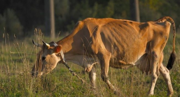 Leukémie u krav: příčiny infekce, nebezpečí